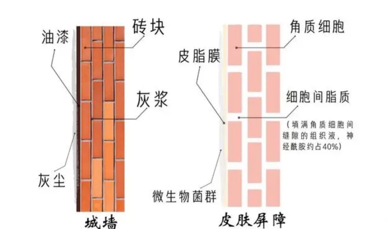 艾诗特虾青素