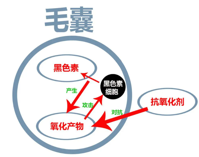 艾诗特虾青素