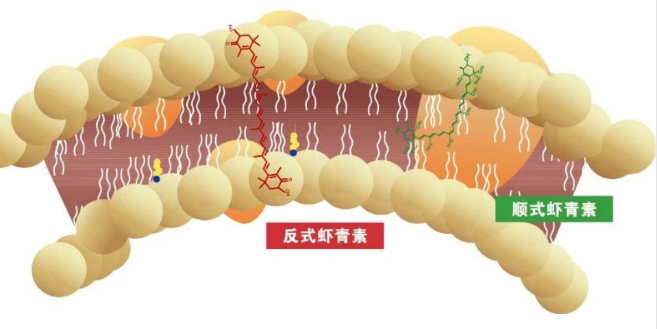 艾诗特虾青素