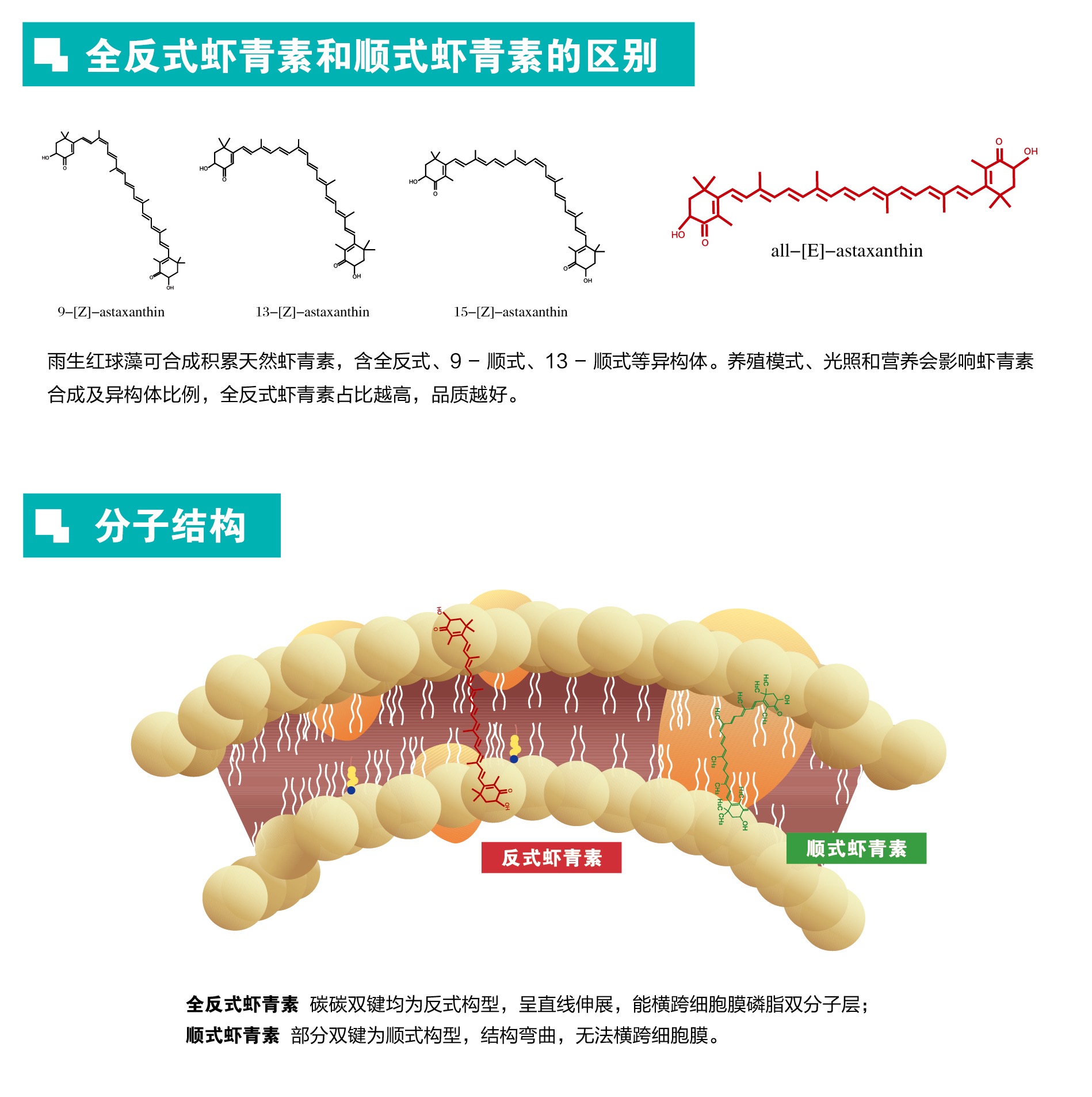艾诗特虾青素