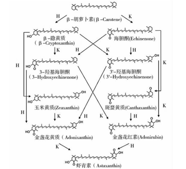 艾诗特虾青素