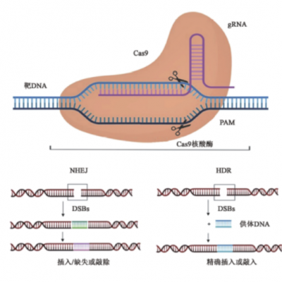 雨生红球藻中基于CRISPR/Cas9 遗传操作体系的建立及在提高生物量和虾青素含量中的应用技术研究