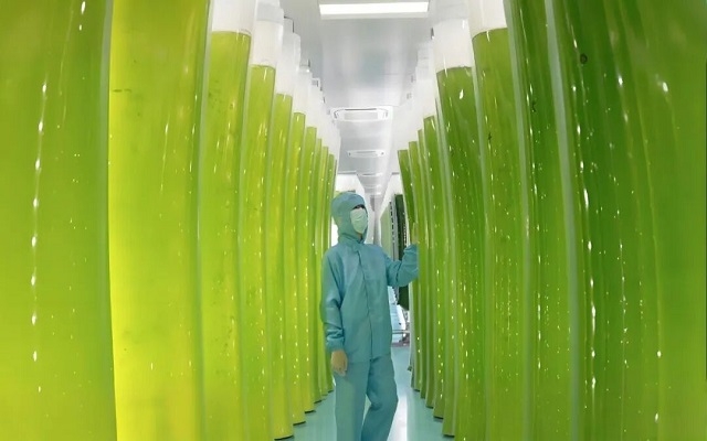 探秘全球先进的雨生红球藻“育婴房”：如何用科技“智造”虾青素